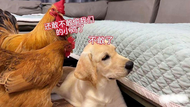 今期生肖十一头，鸡狗升天定有码打一正确生肖详细解答、专家解答解释落实